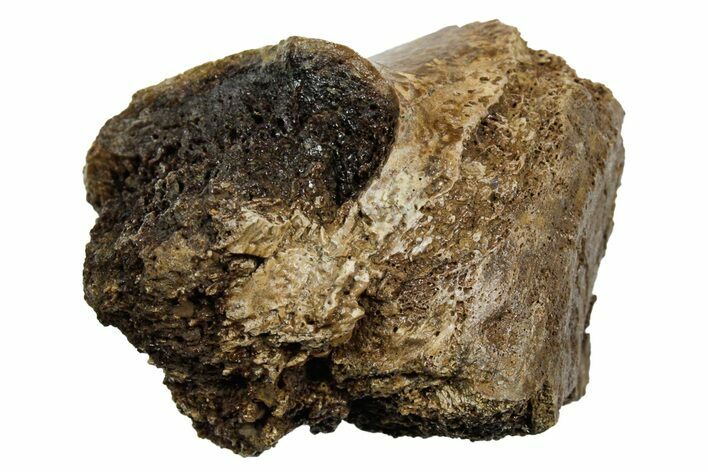 Fossil Tyrannosaur (T rex) Vertebra Section - Wyoming #350456